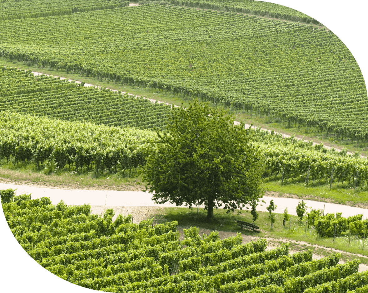 In-Person and Online Counseling Options